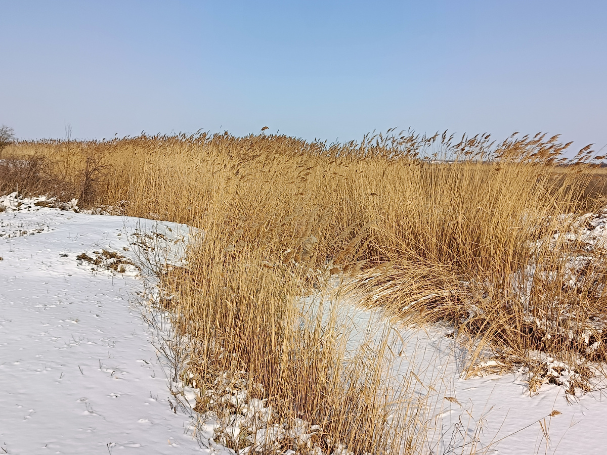 Наша речка. Замерзла намертво! 
