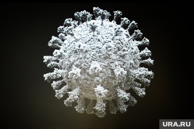    Вирус HKU5-CoV-2 может заражать клетки человека, заявили вирусологи