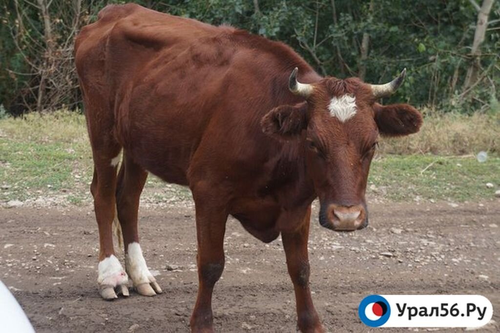    В Оренбургской области зоотехник украл со счетов предприятия более 18 млн рублей