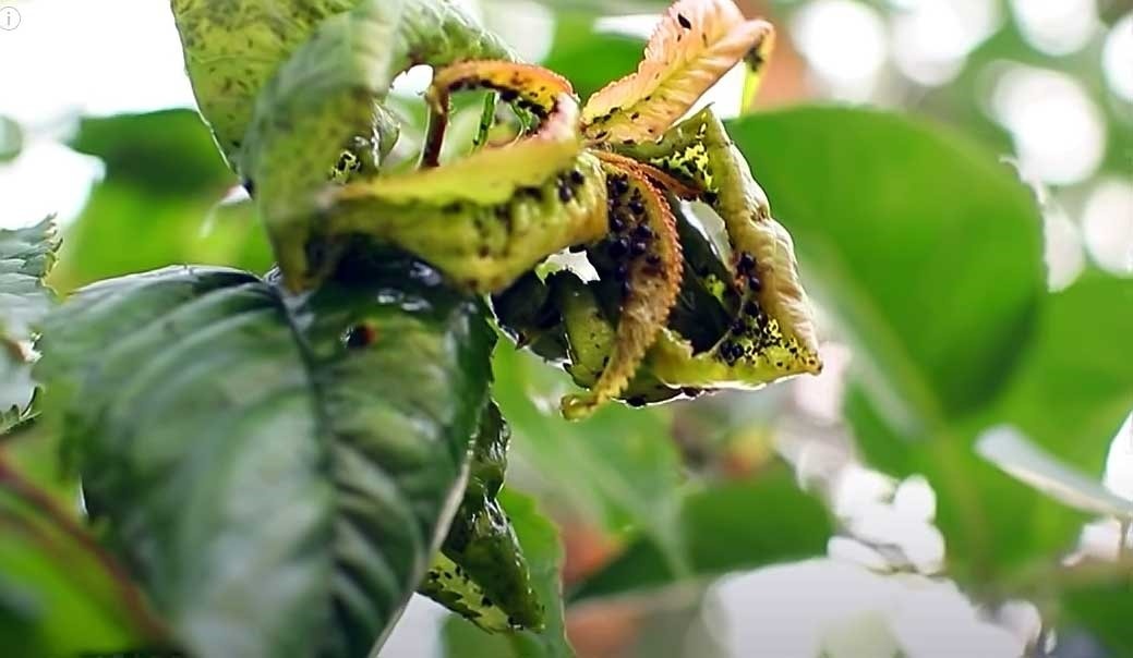 Тля на дереве. Фото:https://vsaduidoma.com/2022/11/10/tri-opasnyh-vreditelya-plodovyh-derevev-plodozhorka-tlya-i-pililshhik-i-borba-s-nimi/