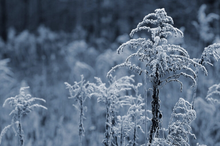    Фото: freepik.com/montypeter Ксения Зиннер