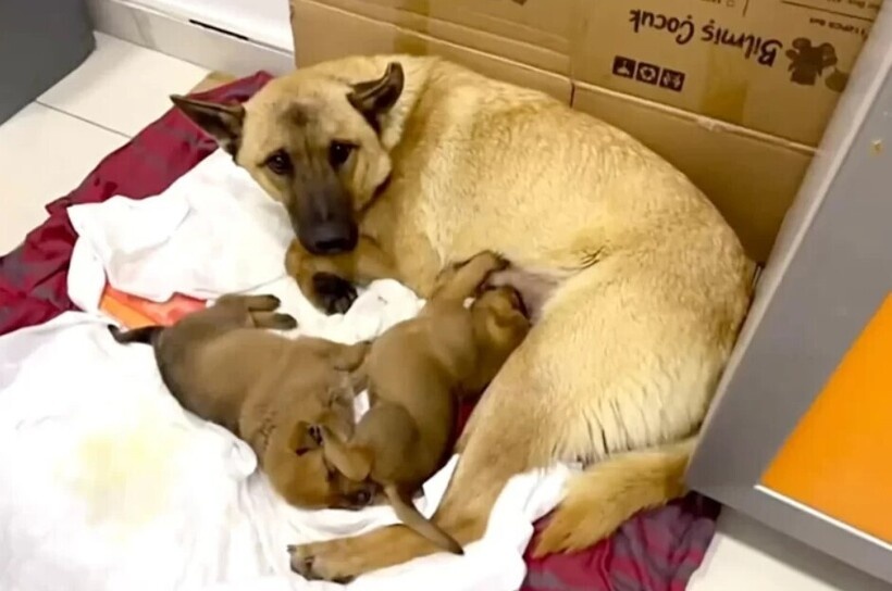    В Турции собака принесла своего щенка к ветеринарам