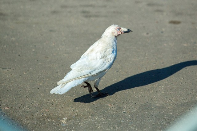 Источник фото - Яндекс.Картинки