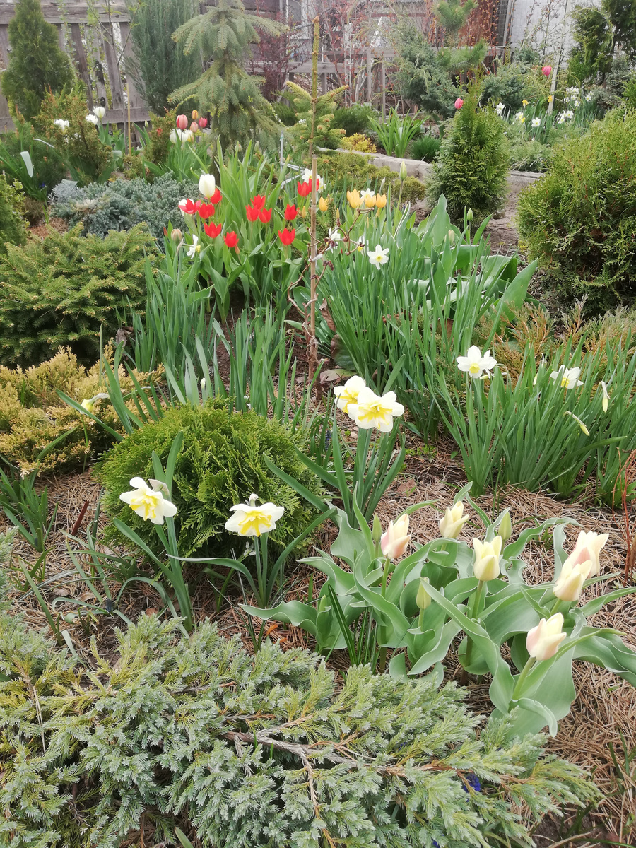 Вечнозеленым хвойным азотные подкормки особо не нужны, а луковичным вполне хватает азота в почве. Поэтому здесь я никакие удобрения в почву не вношу.