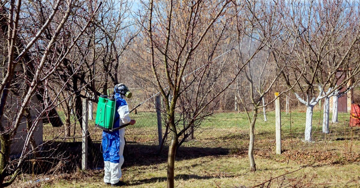 Чем опрыскивать деревья до распускания почек