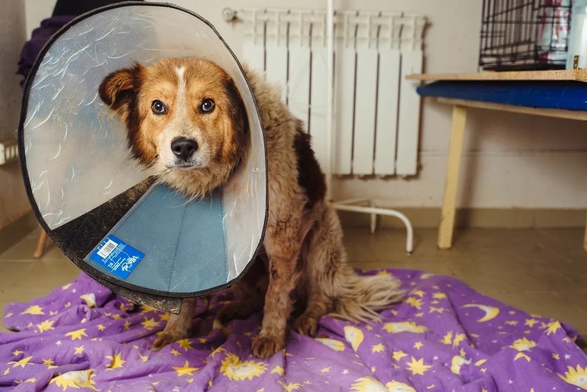 Частный хоспис надеется на помощь человечества..