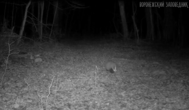     Видео: группа