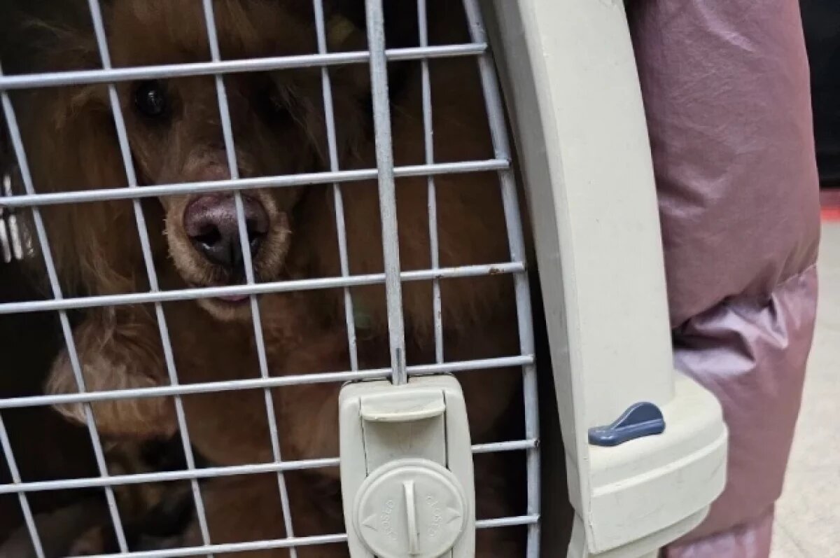    Пёс спокойно сидел в запертой на замок клетке, в которой он ездит не первый год