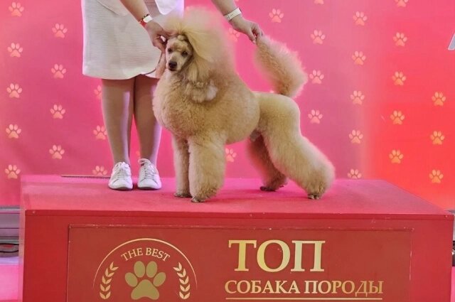    Ольга и Симба везли домой очередную победу с конкурса, спонсируемого "Аэрофлотом" Фото: Из личного архива/ Ольга Пермякова