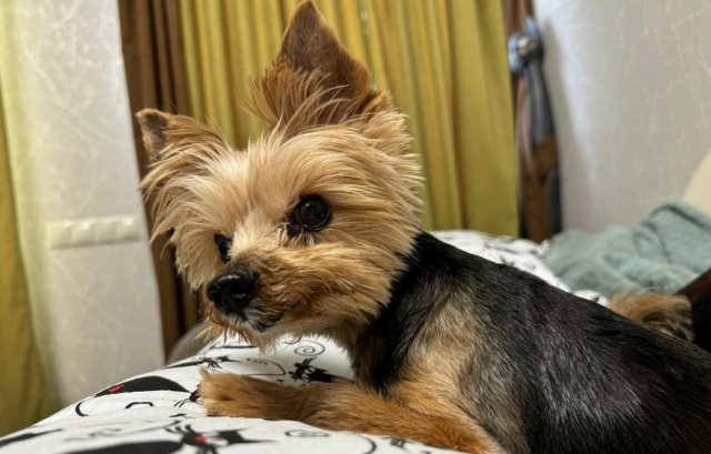    Ярослав. Фото: knigarekordovrossii.ru