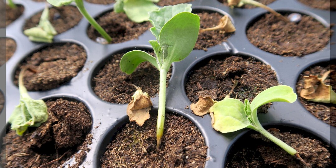 Как не сгубить рассаду: подробно о том, как избежать глупых ошибок при посеве семян и уходе за рассадой