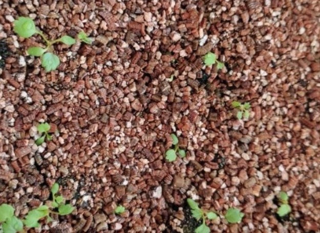 Земляника альпийская Красная шапочка для сада и балкона.