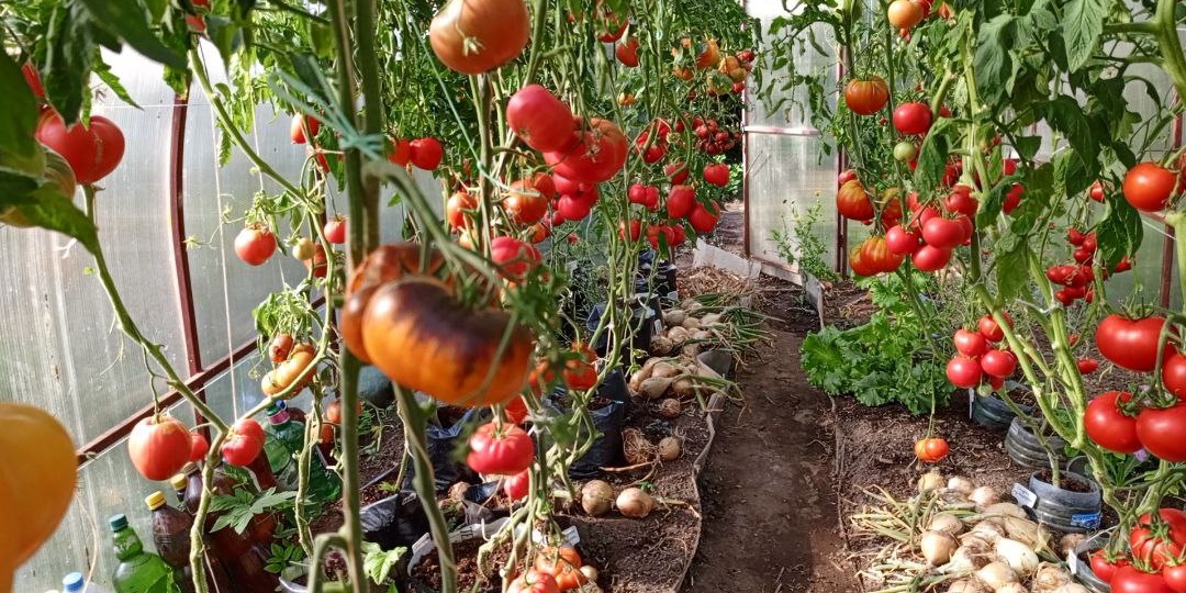 ЛЮБИМЫЕ СОРТА ТОМАТОВ В МОЕЙ ТЕПЛИЦЕ!