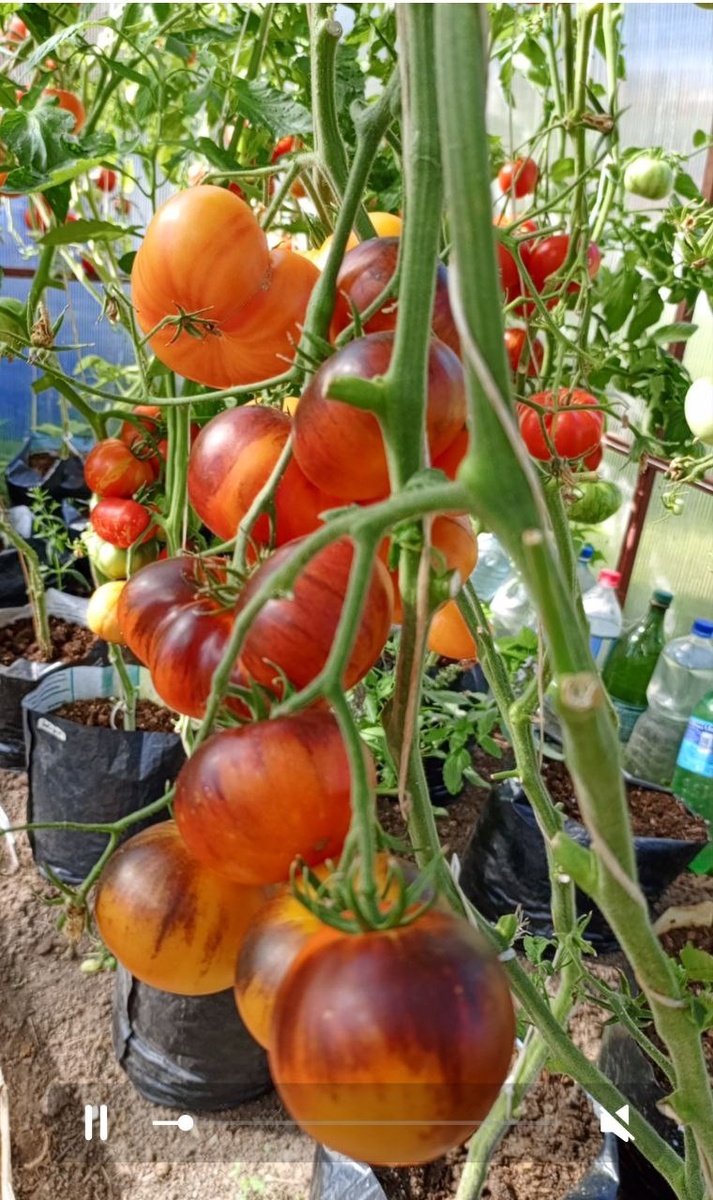 томат Люсид Джем