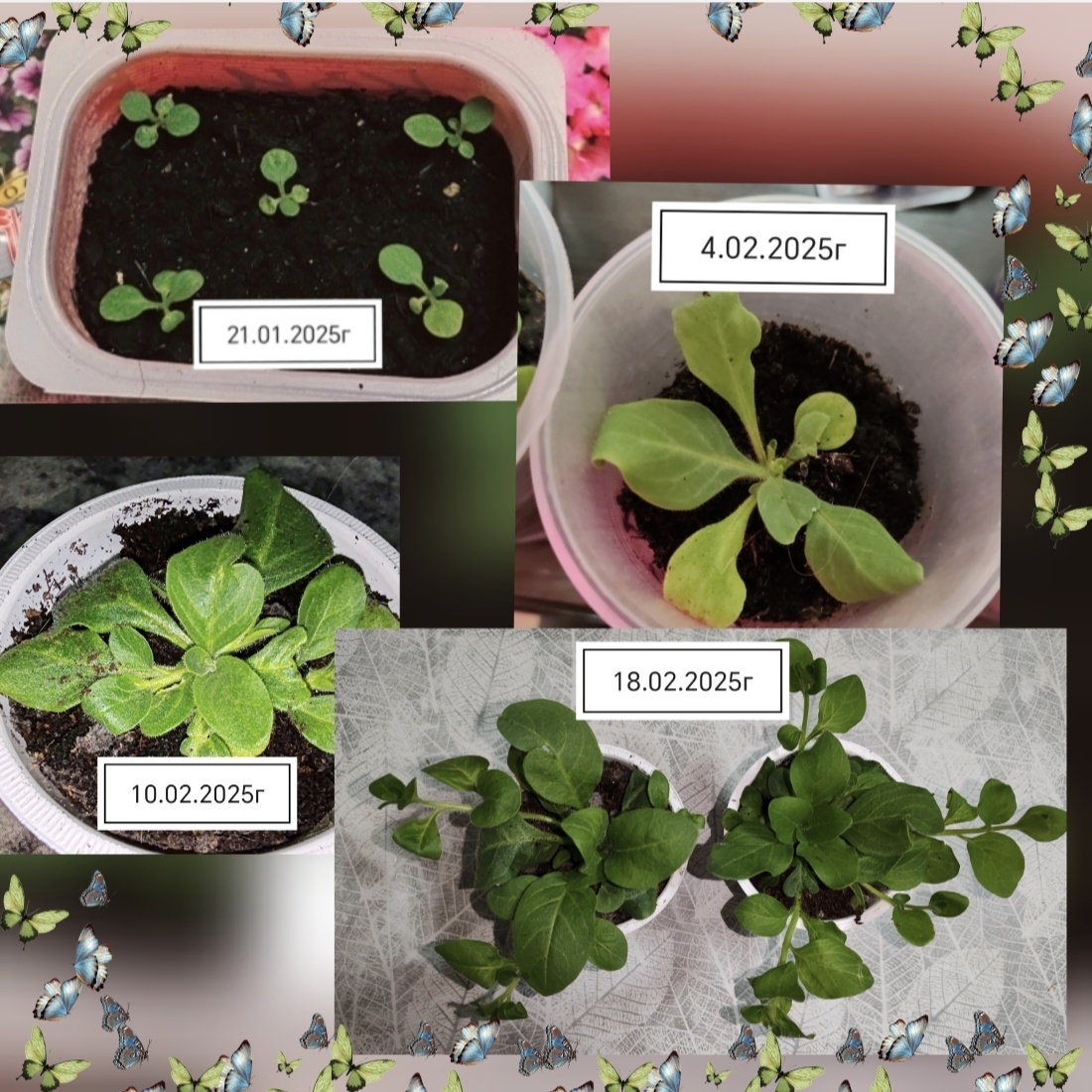 Петуния стадии развития.