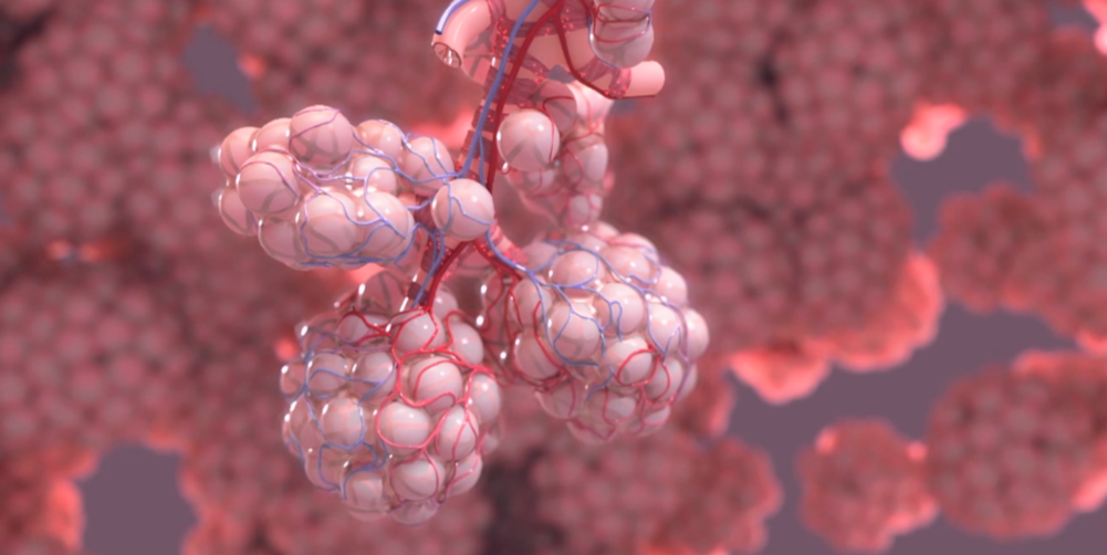 Так выглядят альвеолы легких