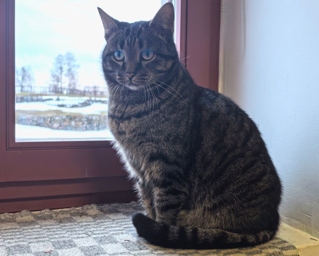 Кот Емельян. Правообладатель фото: Музей-крепость «Корела».