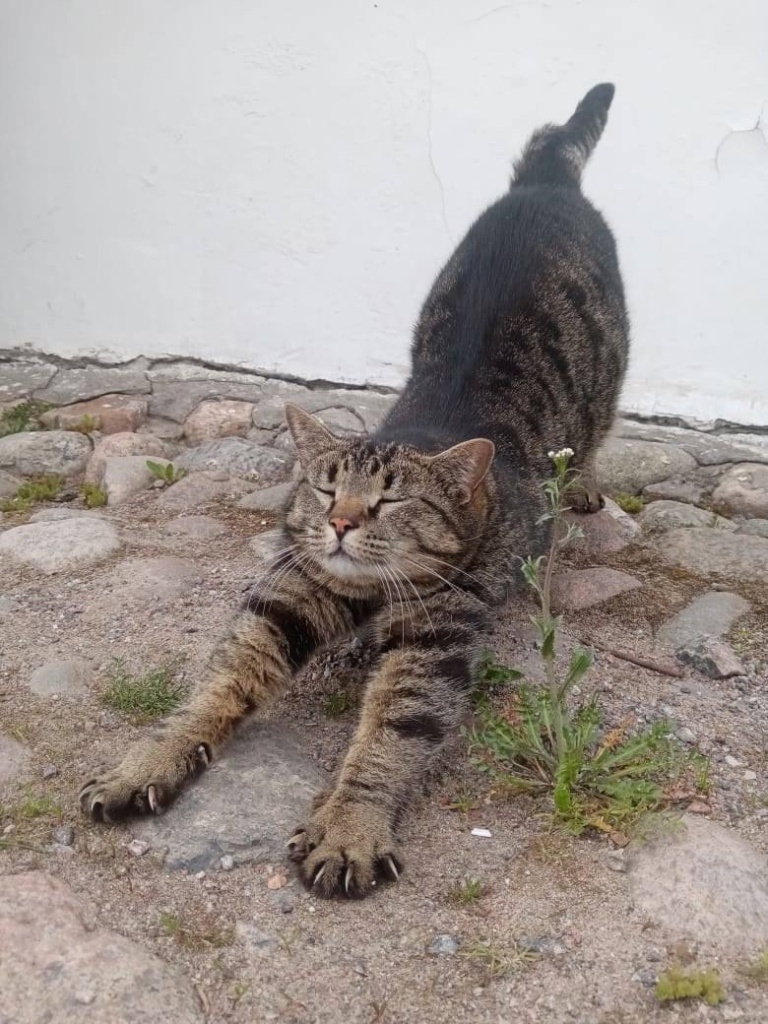 Кот Емельян. Правообладатель фото: Музей-крепость «Корела».