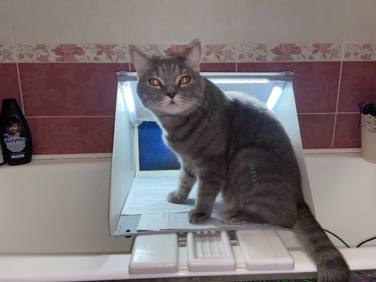 Здесь должно быть фото покрасочной камеры. Но котя решил, что он куда круче, чем какой-то бездушный кусок пластика с вентилятором. Фото из личного архива автора, © 2025 год