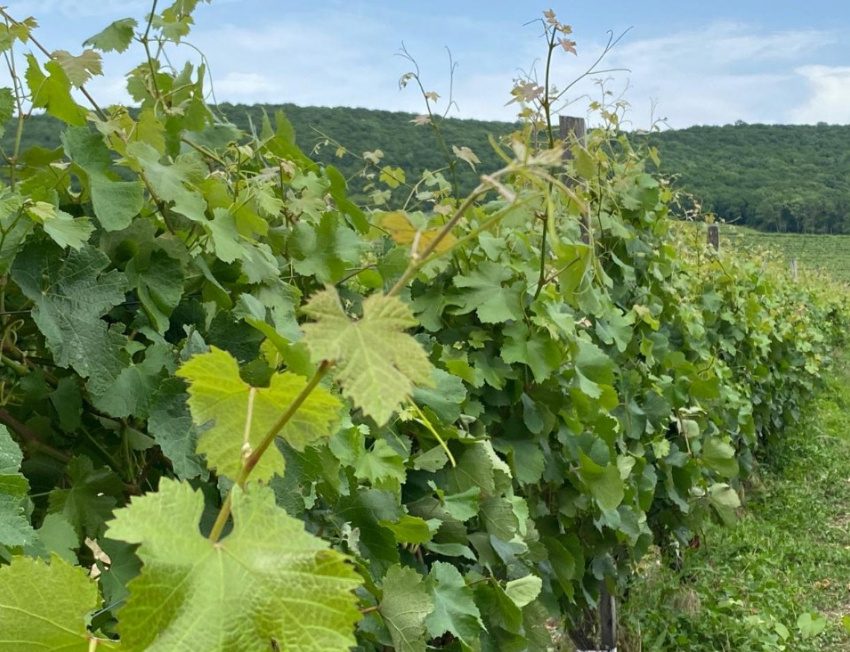 «Первее» первых: в Краснодарском крае заложат ещё 1,6 тыс. Га виноградников