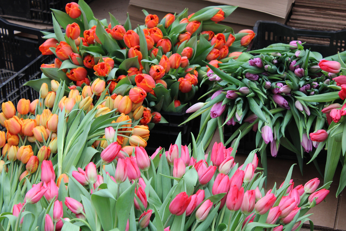 Листайте галерею, чтобы увидеть еще больше снимков цветойной феерии (фото автора)