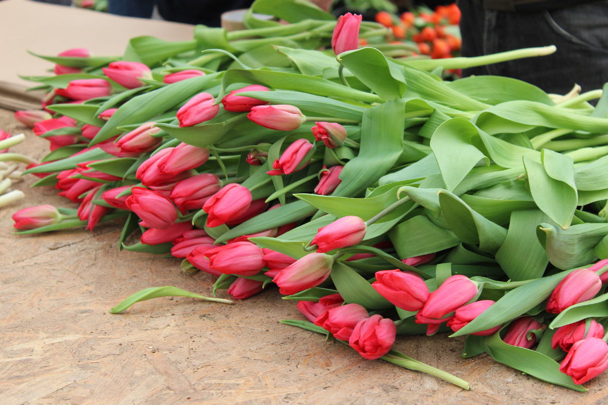 Февральские тюльпаны. Фото автора
