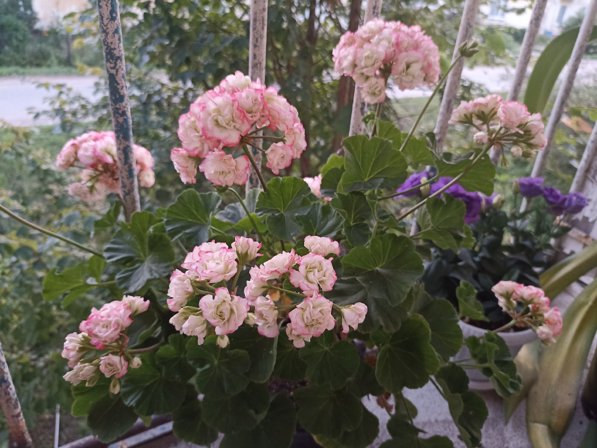  'Apple Blossom Rosebud'