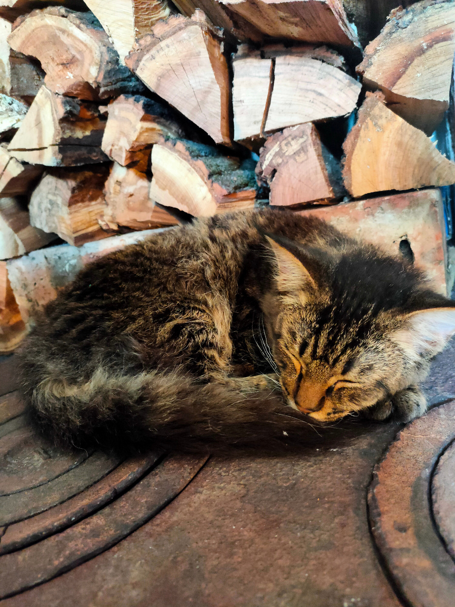 Пусик греется на печке:)