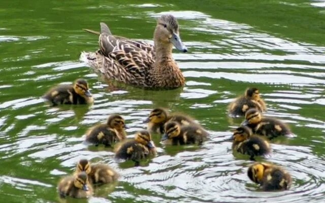 Утки в парке.