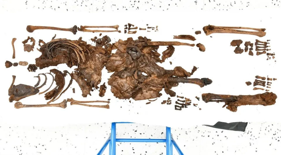   Police Service of Northern Ireland