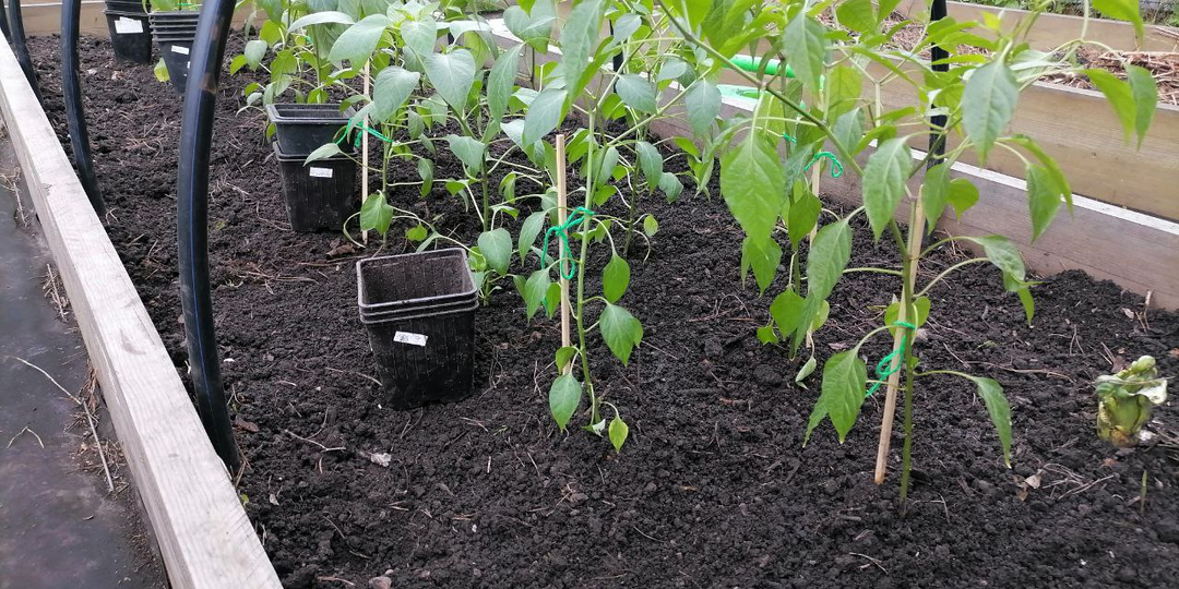 Перцы любят загущение? Сажать ли по 2 в лунку, решаем на стадии посева на рассаду