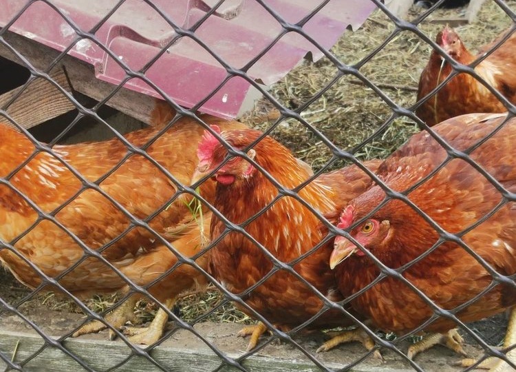 Как давать курицам кальций