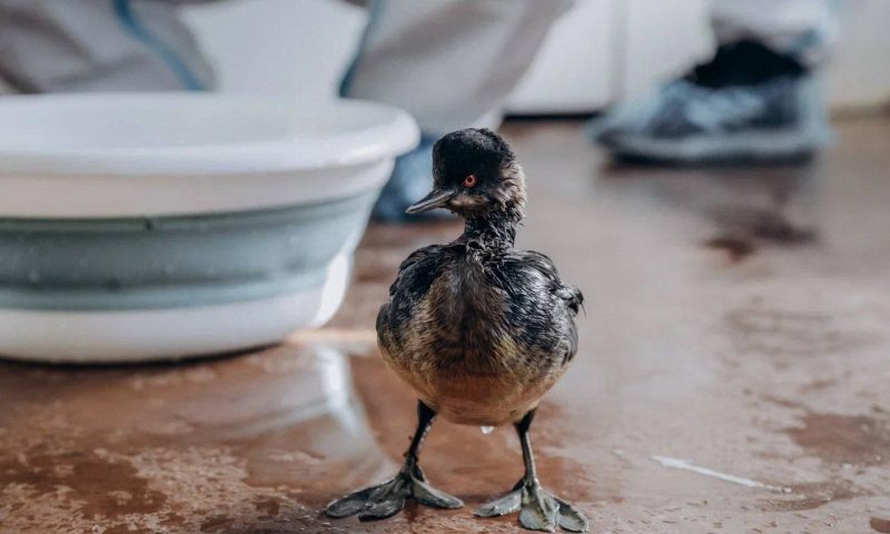    Фото t.me/opershtab23