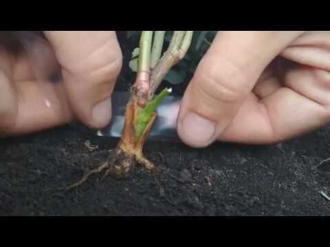 Именно так выглядит место прививки и будущая точка роста.