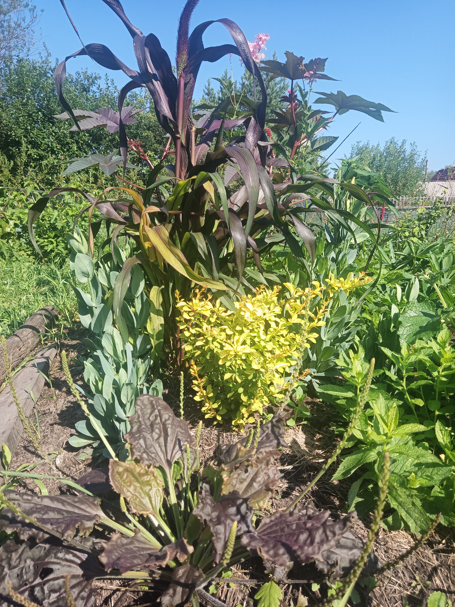 Цветник на месте тырла, первый год