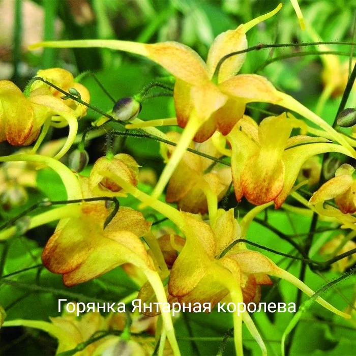 Горянка сорт янтарная королева, фото инет. 