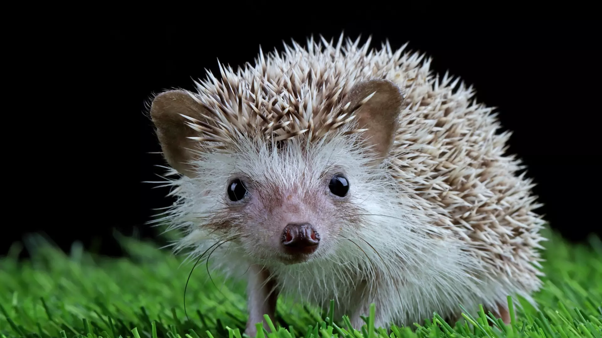 Фото: freepik.com. ёжик
