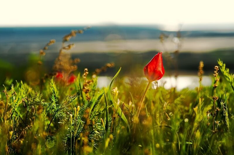 тюльпаны и Эльтон, фото из открытых источников