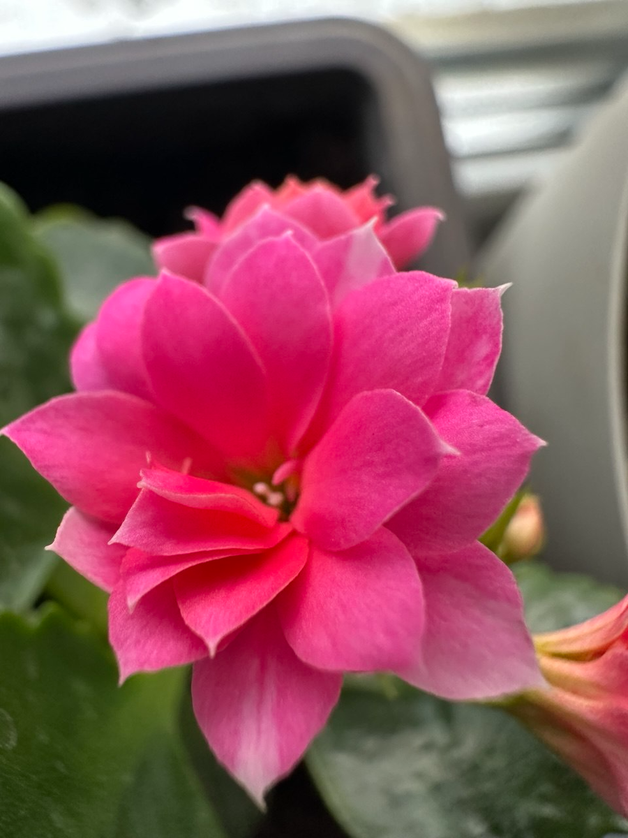 Моя прелесть