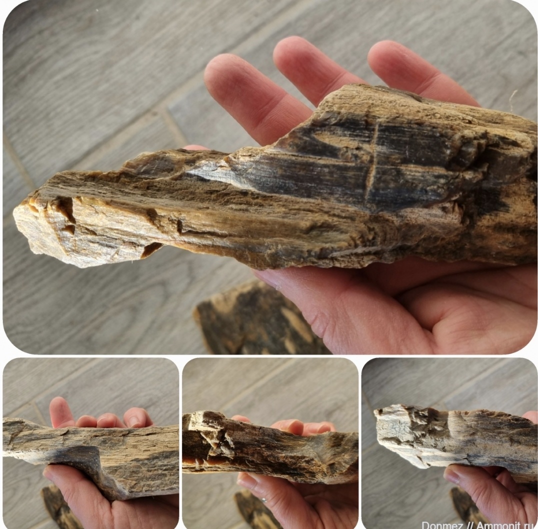 Кусочек окаменелого дерева с разных сторон. Фото Elena HrisTan 