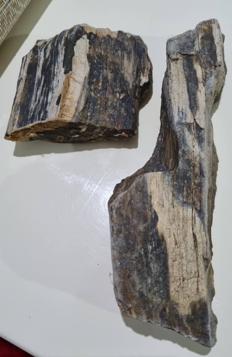 Два кусочка окаменелых дерева. Фото Elena HrisTan 