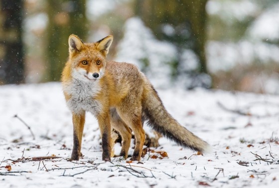    Shutterstock/FOTODOM