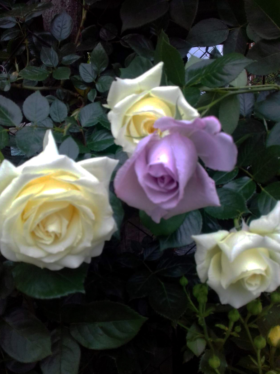 Эльф и блю мун , любимое сочетание 🥰