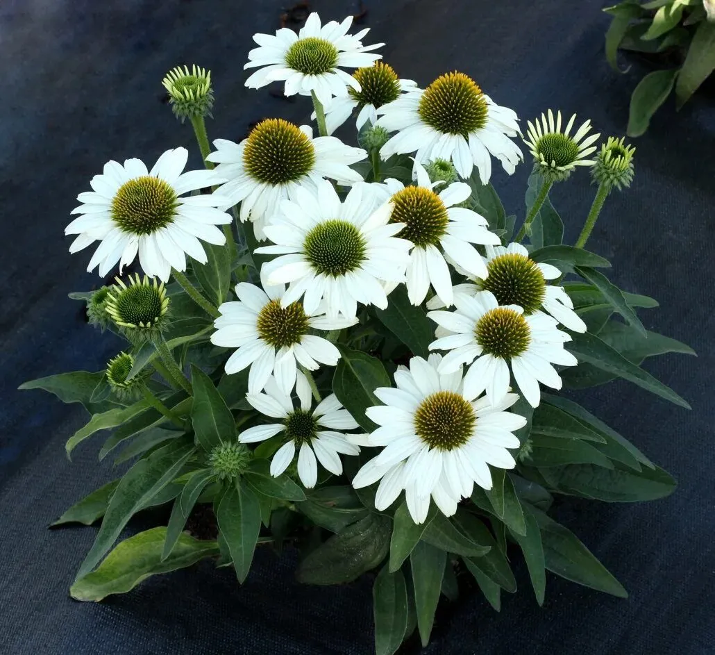 Эхинацея белая фото продавца семян