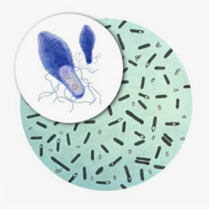 Клостридия