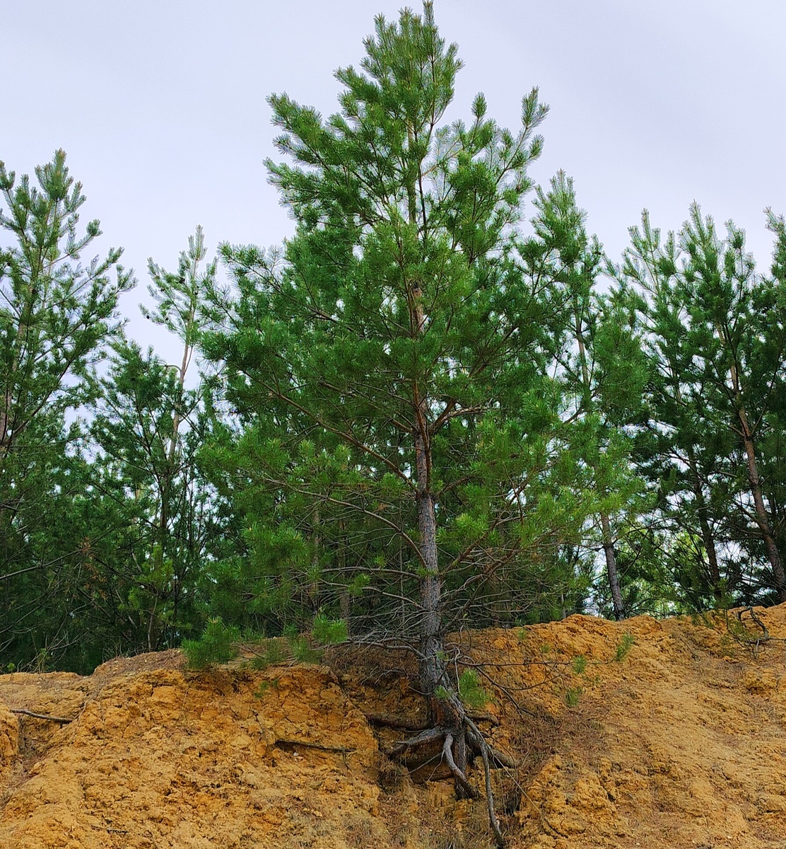 В судьбе нет случайностей; человек скорее создает, нежели встречает свою судьбу.“ —  Абель Франсуа Вильмен