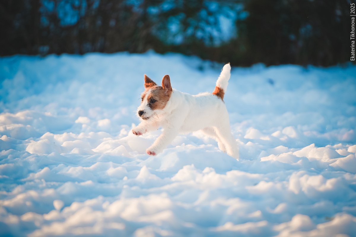 Наша Мята вырастит смелой собакой