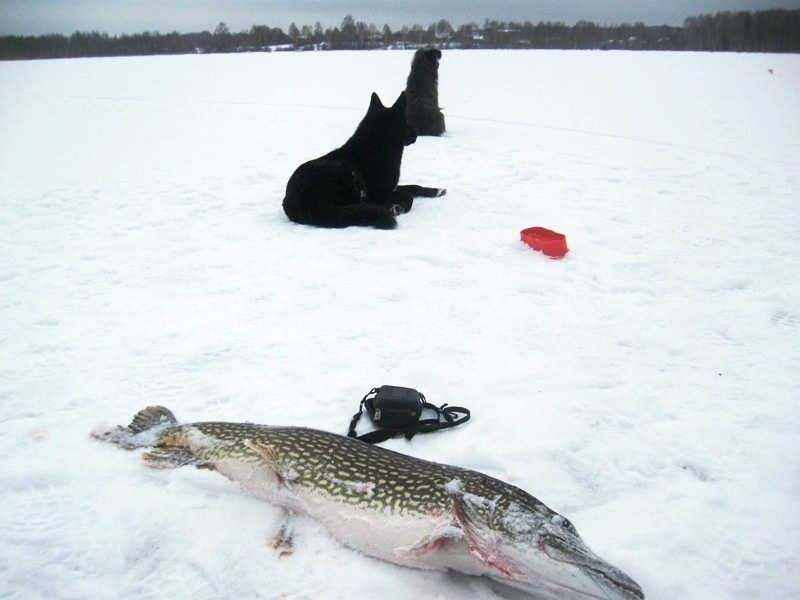 После подъёма флажка