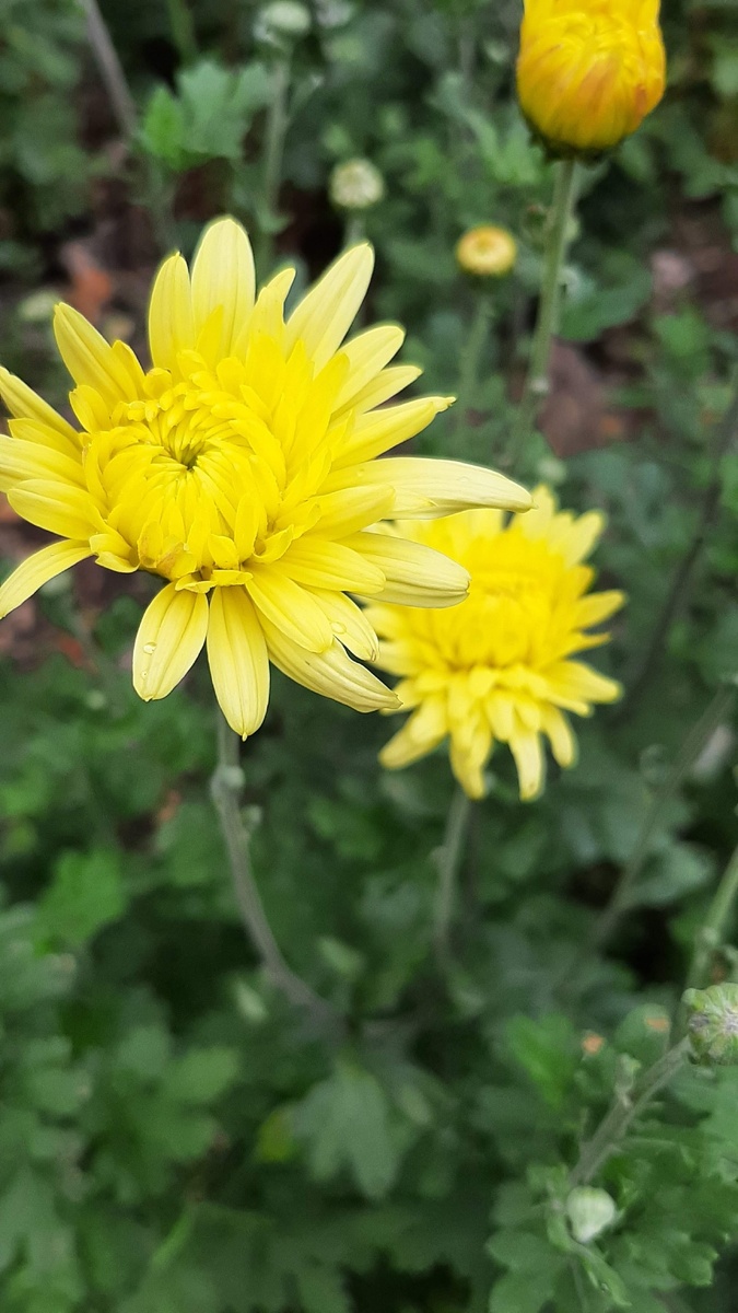 Хризантемы 