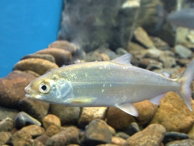 Фото: fish.gov.ru